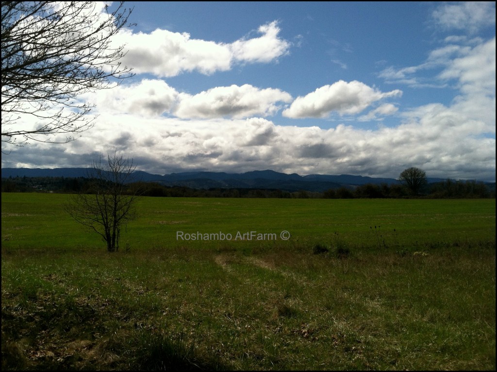 Upper field from the backyard of the house